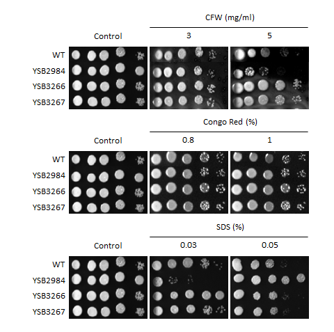 Cell wall stress phenotype for CNAG_03059T0