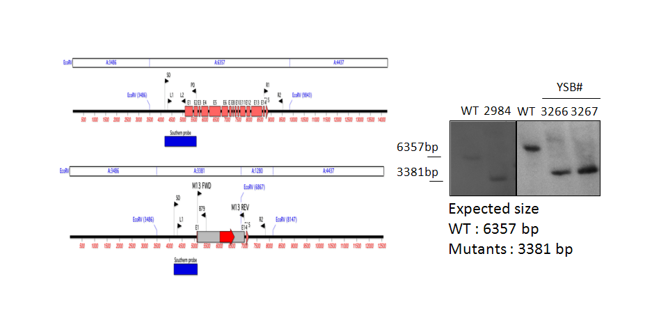 Gene disruption strategy for CNAG_03059T0