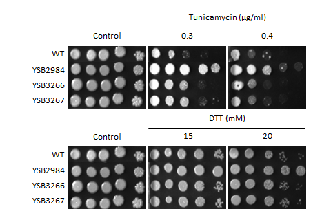 ER stress phenotype for CNAG_03059T0