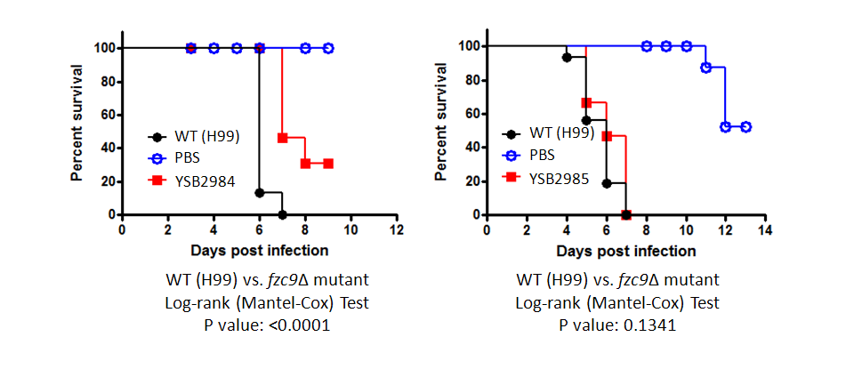 Galleria mellonella virulence data for CNAG_03059T0