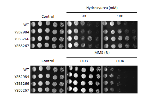 Genotoxic stress phenotype for CNAG_03059T0