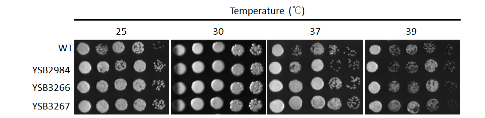 Growth phenotype for CNAG_03059T0