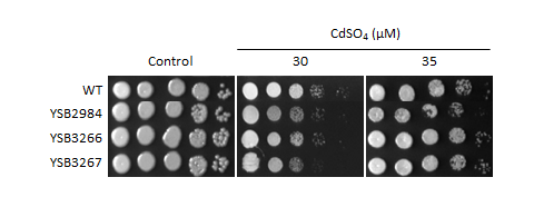Heavy metal stress phenotype for CNAG_03059T0