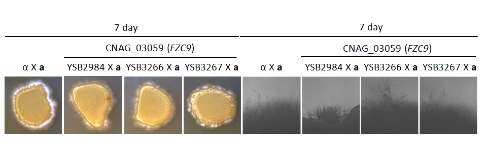 Mating phenotype for CNAG_03059T0