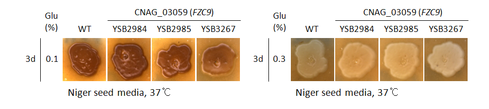 Melanin phenotype for CNAG_03059T0