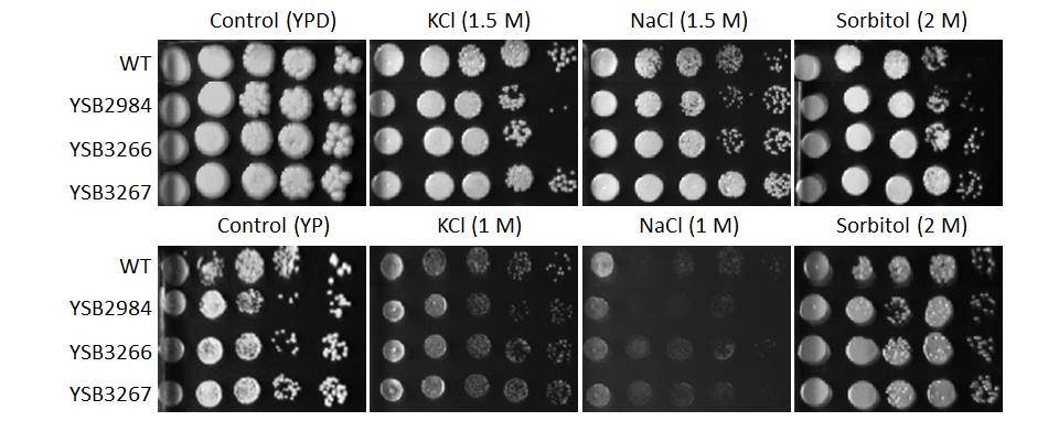 Osmotic stress phenotype for CNAG_03059T0