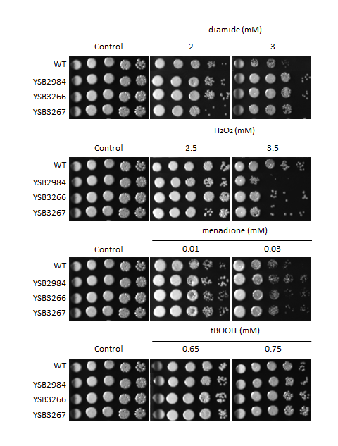 Oxidative stress phenotype for CNAG_03059T0