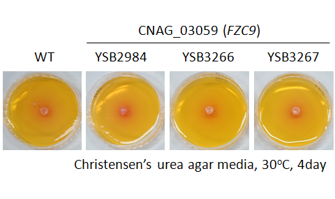 Urease phenotype for CNAG_03059T0