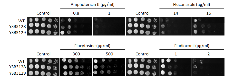 Antifungal drug susceptibility for CNAG_03086T1