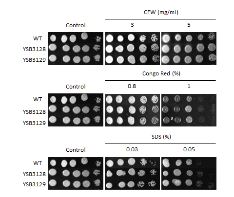 Cell wall stress phenotype for CNAG_03086T1