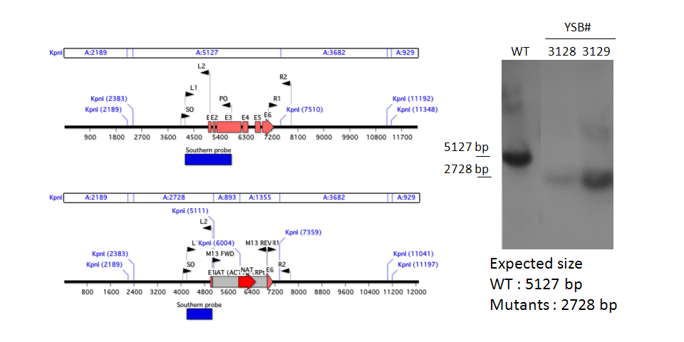 Gene disruption strategy for CNAG_03086T1