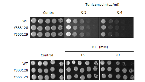 ER stress phenotype for CNAG_03086T1