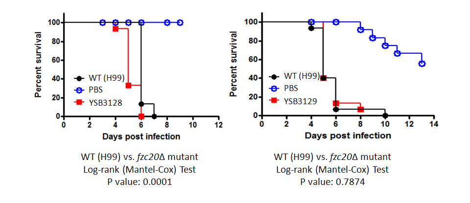 Galleria mellonella virulence data for CNAG_03086T1