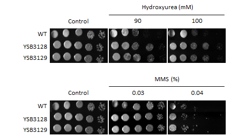 Genotoxic stress phenotype for CNAG_03086T1