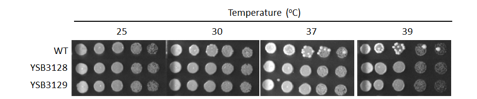 Growth phenotype for CNAG_03086T1