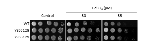 Heavy metal stress phenotype for CNAG_03086T1