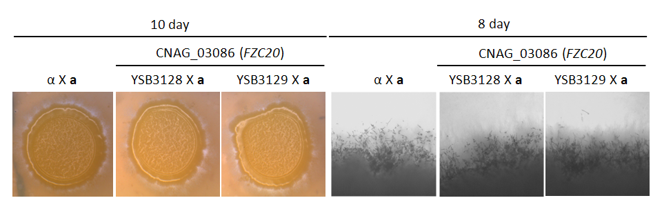 Mating phenotype for CNAG_03086T1