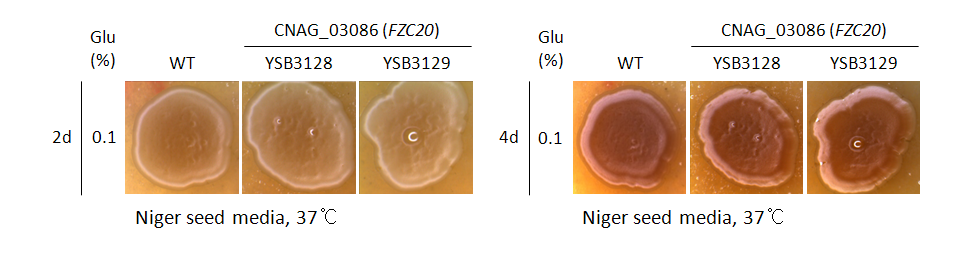 Melanin phenotype for CNAG_03086T1