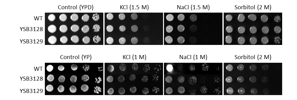 Osmotic stress phenotype for CNAG_03086T1