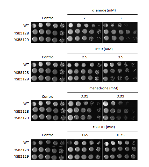 Oxidative stress phenotype for CNAG_03086T1