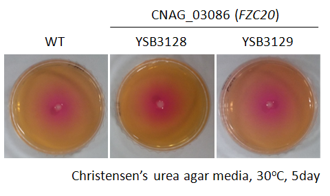 Urease phenotype for CNAG_03086T1