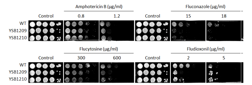 Antifungal drug susceptibility for CNAG_03115T0