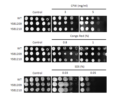 Cell wall stress phenotype for CNAG_03115T0