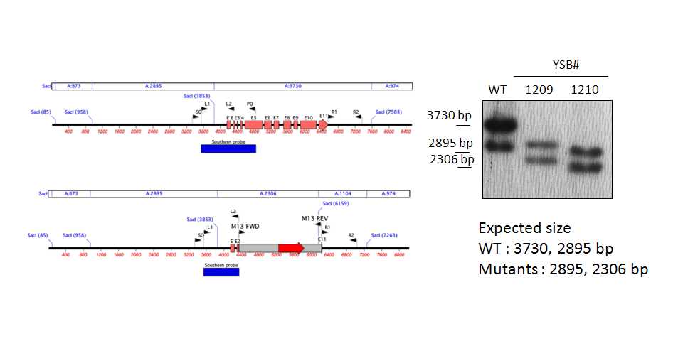 Gene disruption strategy for CNAG_03115T0