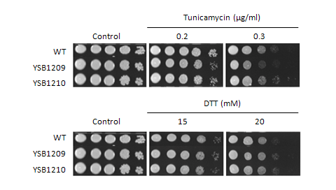 ER stress phenotype for CNAG_03115T0