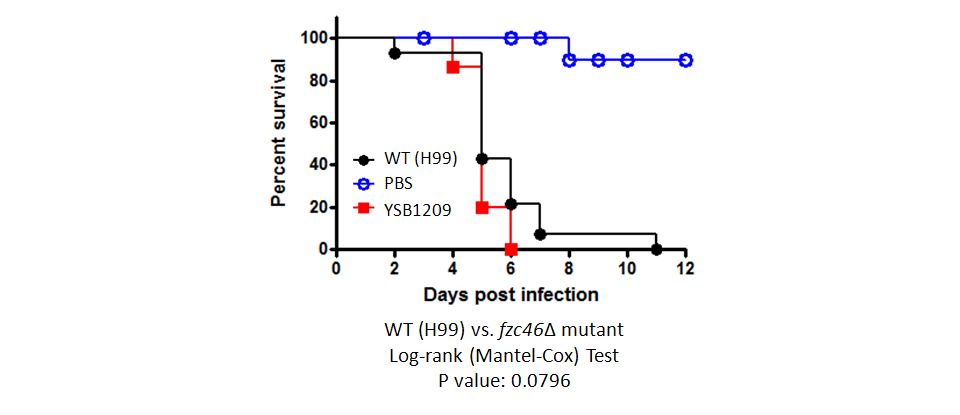 Galleria mellonella virulence data for CNAG_03115T0