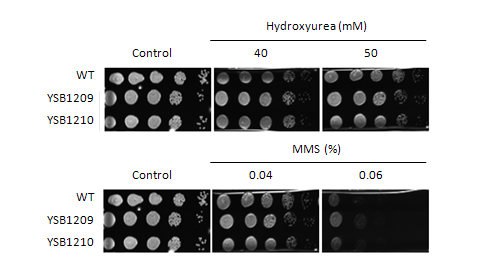 Genotoxic stress phenotype for CNAG_03115T0