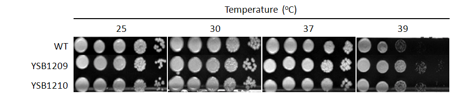 Growth phenotype for CNAG_03115T0