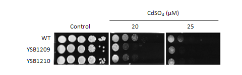Heavy metal stress phenotype for CNAG_03115T0
