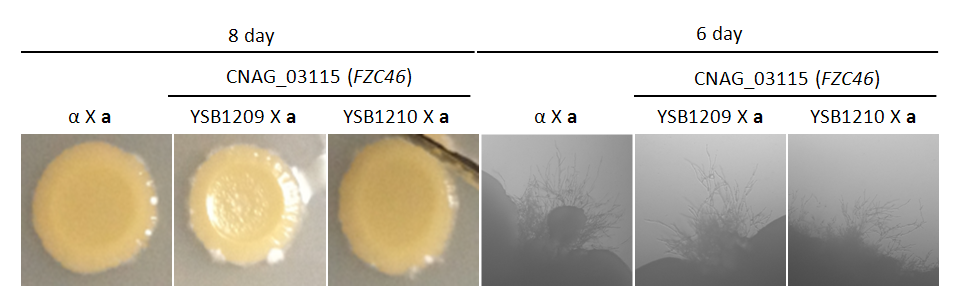 Mating phenotype for CNAG_03115T0