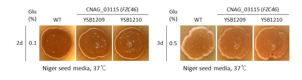 Melanin phenotype for CNAG_03115T0