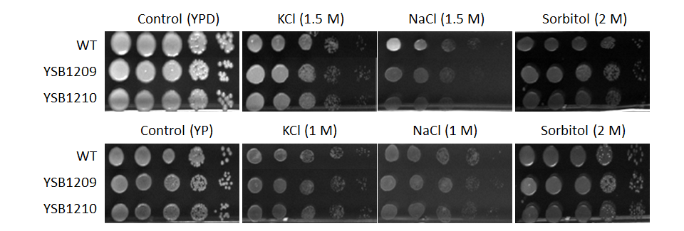 Osmotic stress phenotype for CNAG_03115T0