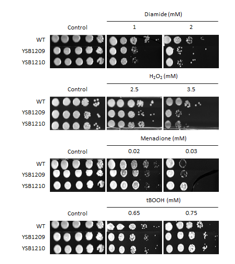 Oxidative stress phenotype for CNAG_03115T0