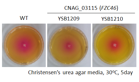 Urease phenotype for CNAG_03115T0