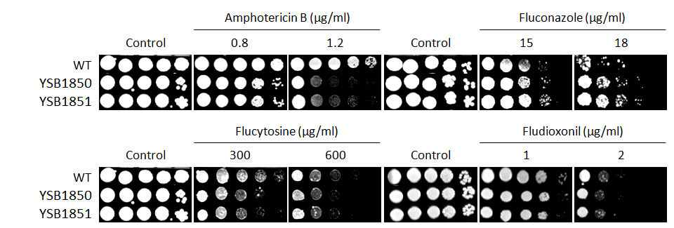 Antifungal drug susceptibility for CNAG_03116T0
