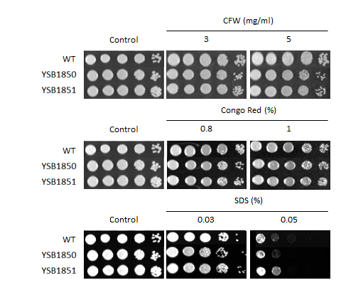 Cell wall stress phenotype for CNAG_03116T0