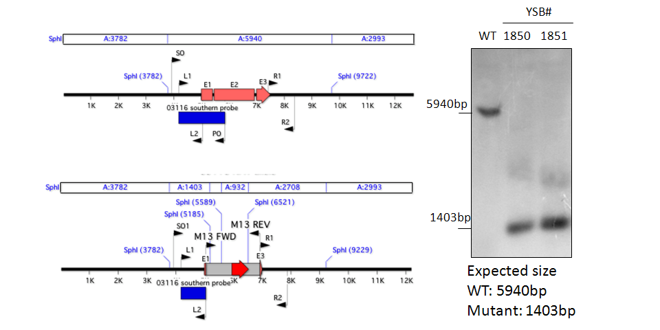 Gene disruption strategy for CNAG_03116T0