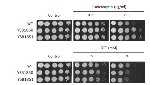 ER stress phenotype for CNAG_03116T0