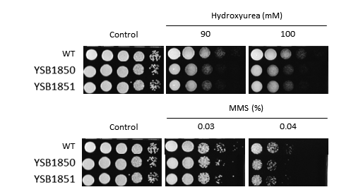 Genotoxic stress phenotype for CNAG_03116T0