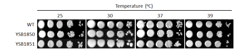 Growth phenotype for CNAG_03116T0