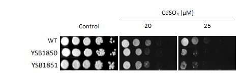 Heavy metal stress phenotype for CNAG_03116T0