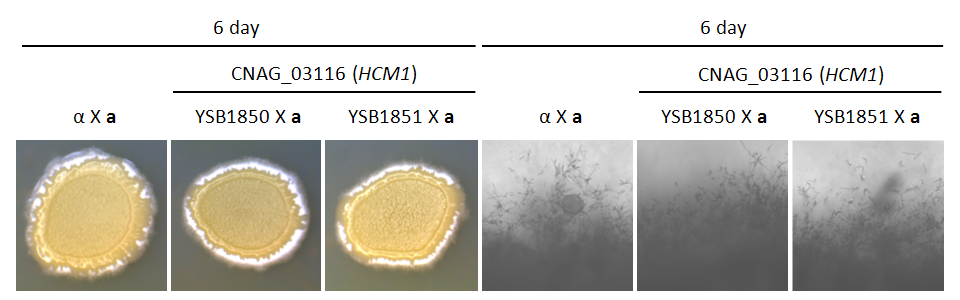 Mating phenotype for CNAG_03116T0