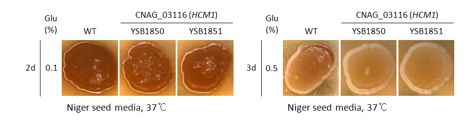 Melanin phenotype for CNAG_03116T0