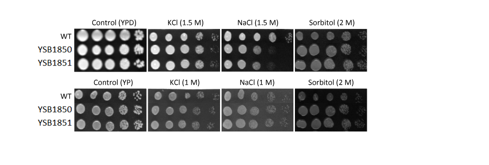 Osmotic stress phenotype for CNAG_03116T0