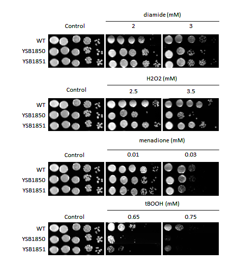 Oxidative stress phenotype for CNAG_03116T0