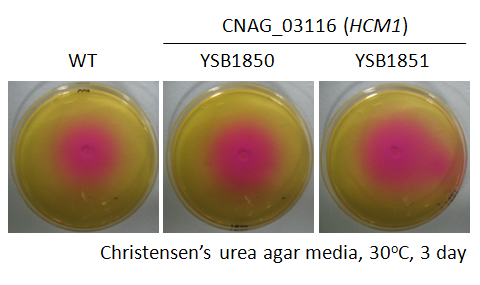 Urease phenotype for CNAG_03116T0